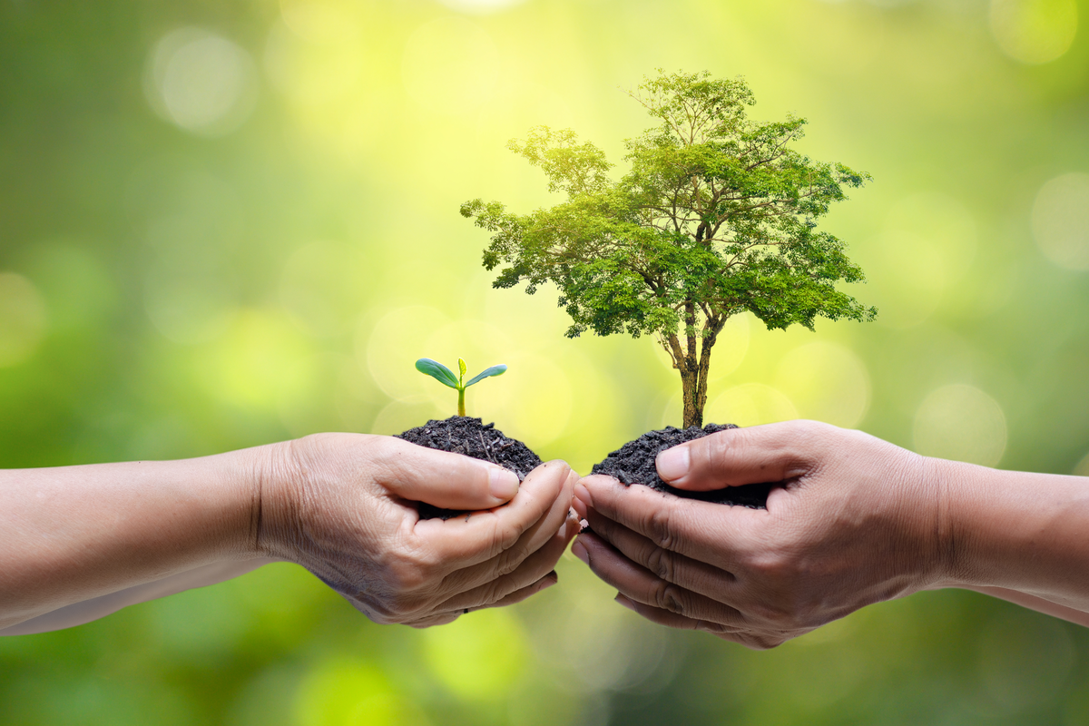 Dia da Árvore e uma questão: qual o papel das empresas na responsabilidade ambiental?